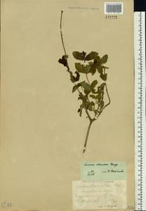 Lonicera chamissoi Bunge, Siberia, Russian Far East (S6) (Russia)