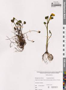 Caltha palustris L., Siberia, Chukotka & Kamchatka (S7) (Russia)