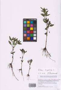 Bidens tripartita L., Eastern Europe, Central forest region (E5) (Russia)