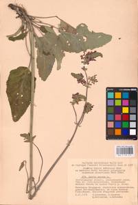 MHA 0 156 215, Salvia nutans L., Eastern Europe, Lower Volga region (E9) (Russia)