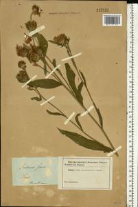 Centaurea jacea L., Eastern Europe, North-Western region (E2) (Russia)