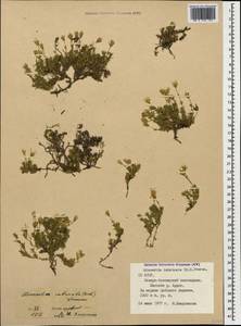 Pseudocherleria imbricata (M. Bieb.) Dillenb. & Kadereit, Caucasus, North Ossetia, Ingushetia & Chechnya (K1c) (Russia)