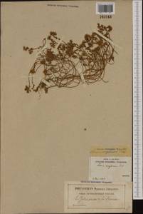 Sedum anglicum Huds., Western Europe (EUR) (France)