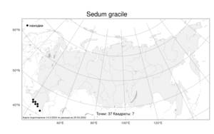 Sedum gracile C. A. Mey., Atlas of the Russian Flora (FLORUS) (Russia)