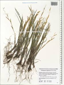 Cleistogenes squarrosa (Trin.) Keng, Siberia, Baikal & Transbaikal region (S4) (Russia)