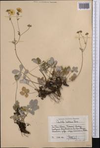 Potentilla hololeuca Boiss., Middle Asia, Western Tian Shan & Karatau (M3) (Kazakhstan)