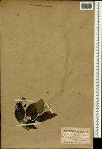 Philadelphus coronarius L., South Asia, South Asia (Asia outside ex-Soviet states and Mongolia) (ASIA) (Japan)