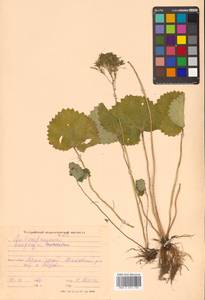 Micranthes manchuriensis (Engl.) Gornall & H. Ohba, Siberia, Russian Far East (S6) (Russia)