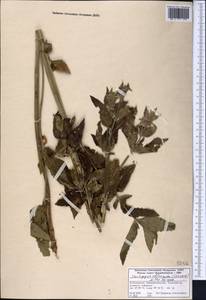 Stachyopsis oblongata (Schrenk) Popov & Vved., Middle Asia, Western Tian Shan & Karatau (M3) (Kazakhstan)