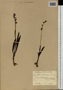 Ophrys insectifera L., Eastern Europe, Eastern region (E10) (Russia)
