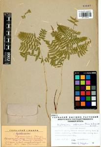 Diplazium sibiricum (Turcz. ex Kunze) Sa.Kurata, Siberia, Baikal & Transbaikal region (S4) (Russia)