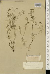 Cynanchica biebersteinii (V.I.Krecz.) P.Caputo & Del Guacchio, Caucasus, Stavropol Krai, Karachay-Cherkessia & Kabardino-Balkaria (K1b) (Russia)
