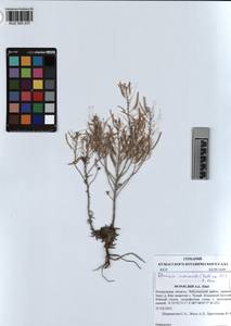 KUZ 005 337, Stevenia cheiranthoides subsp. incarnata (Lamb. ex DC.) D. A. German, Siberia, Altai & Sayany Mountains (S2) (Russia)