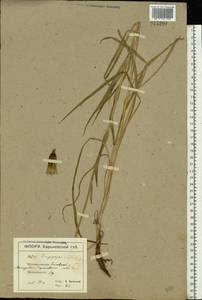 Tragopogon dubius Scop., Eastern Europe, North Ukrainian region (E11) (Ukraine)