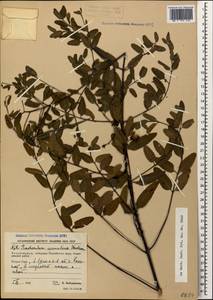 Poacynum sarmatiense (Woodson) Mavrodiev, Laktionov & Yu. E. Alexeev, Caucasus, Azerbaijan (K6) (Azerbaijan)