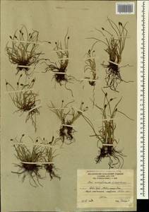 Carex pyrenaica subsp. micropodioides (V.I.Krecz.) Chandjian, Caucasus, South Ossetia (K4b) (South Ossetia)