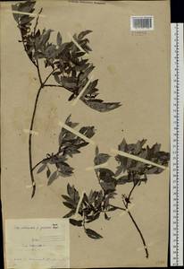 Salix rosmarinifolia L., Siberia, Baikal & Transbaikal region (S4) (Russia)