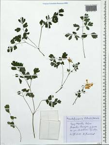 Pseudofumaria lutea (L.) Borkh., Eastern Europe, Moscow region (E4a) (Russia)