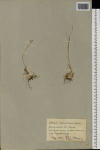 Allium delicatulum Siev. ex Schult. & Schult.f., Eastern Europe, Central forest-and-steppe region (E6) (Russia)