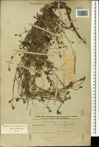 Papaver armeniacum subsp. armeniacum, Caucasus, Azerbaijan (K6) (Azerbaijan)