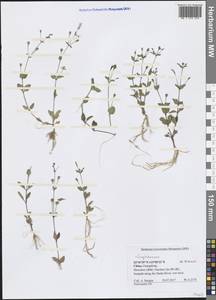 Scrophulariaceae, South Asia, South Asia (Asia outside ex-Soviet states and Mongolia) (ASIA) (China)