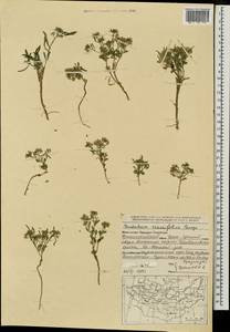 Dontostemon crassifolius (Bunge ex Turcz.) Maxim., Mongolia (MONG) (Mongolia)