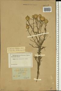 Centaurea splendens L., Eastern Europe, Lower Volga region (E9) (Russia)