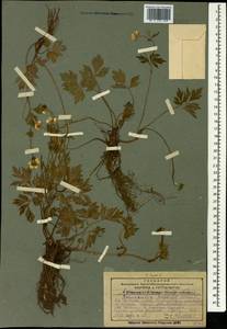 Ranunculus repens L., Caucasus, Georgia (K4) (Georgia)