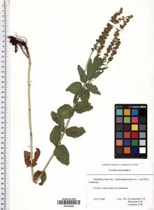 Veronica teucrium L., Eastern Europe, Eastern region (E10) (Russia)