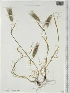 Hordeum murinum subsp. leporinum (Link) Arcang., Western Europe (EUR) (Portugal)