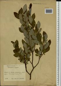 Salix starkeana × lapponum, Eastern Europe, Central region (E4) (Russia)