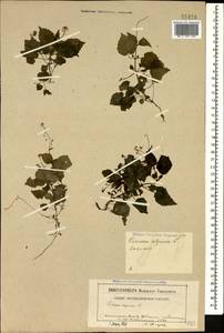 Circaea alpina L., Caucasus, North Ossetia, Ingushetia & Chechnya (K1c) (Russia)