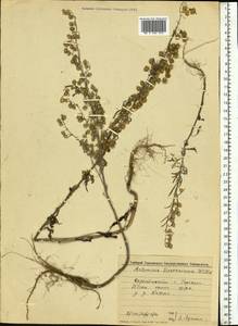 Artemisia sieversiana Ehrh. ex Willd., Eastern Europe, Volga-Kama region (E7) (Russia)