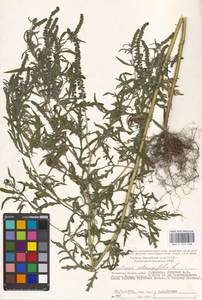 Ambrosia artemisiifolia L., Eastern Europe, Moscow region (E4a) (Russia)