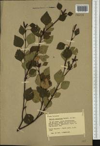 Betula pubescens var. pubescens, Eastern Europe, North Ukrainian region (E11) (Ukraine)