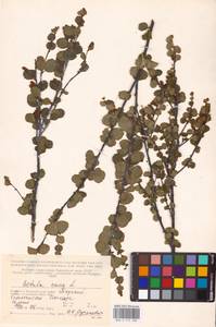 Betula nana L., Eastern Europe, Northern region (E1) (Russia)