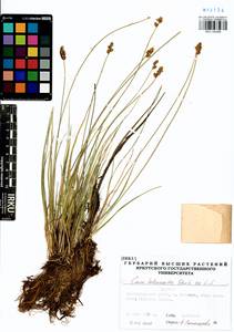 Carex heleonastes Ehrh. ex L.f., Siberia, Baikal & Transbaikal region (S4) (Russia)