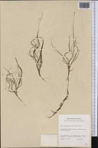 Stuckenia filiformis (Pers.) Börner, America (AMER) (Greenland)