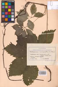 Parthenocissus quinquefolia (L.) Planch., Eastern Europe, Central forest-and-steppe region (E6) (Russia)