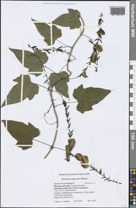 Dioscorea nipponica Makino, Siberia, Russian Far East (S6) (Russia)