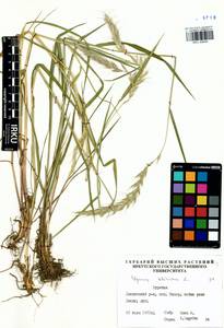 Elymus sibiricus L., Siberia, Baikal & Transbaikal region (S4) (Russia)