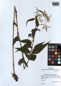 Koenigia alpina (All.) T. M. Schust. & Reveal, Siberia, Altai & Sayany Mountains (S2) (Russia)