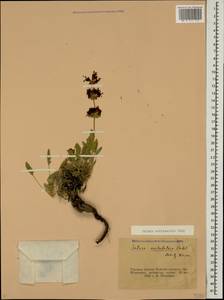 Salvia multicaulis Vahl, Caucasus, Turkish Caucasus (NE Turkey) (K7) (Turkey)