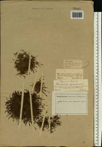 Limosella aquatica L., Eastern Europe, Central forest-and-steppe region (E6) (Russia)