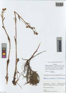 Petasites radiatus (J. F. Gmel.) J. Toman, Siberia, Altai & Sayany Mountains (S2) (Russia)