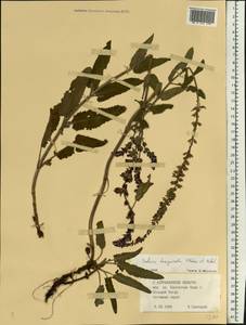 Salvia nemorosa subsp. pseudosylvestris (Stapf) Bornm., Eastern Europe, Lower Volga region (E9) (Russia)