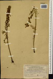Pedicularis sibirica Vved., Siberia, Central Siberia (S3) (Russia)