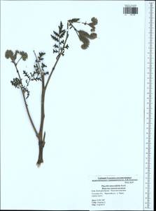 Phacelia tanacetifolia Benth., Eastern Europe, Central region (E4) (Russia)