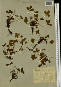 Sibbaldia procumbens L., Siberia, Western Siberia (S1) (Russia)