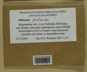 Philonotis fontana (Hedw.) Brid., Bryophytes, Bryophytes - Karelia, Leningrad & Murmansk Oblasts (B4) (Russia)